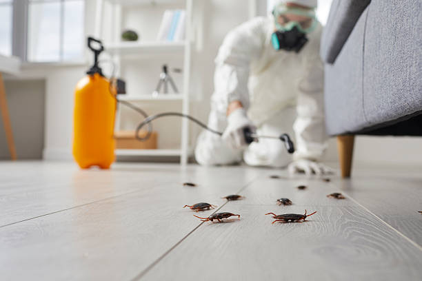 Commercial Rodent Management in Riverdale